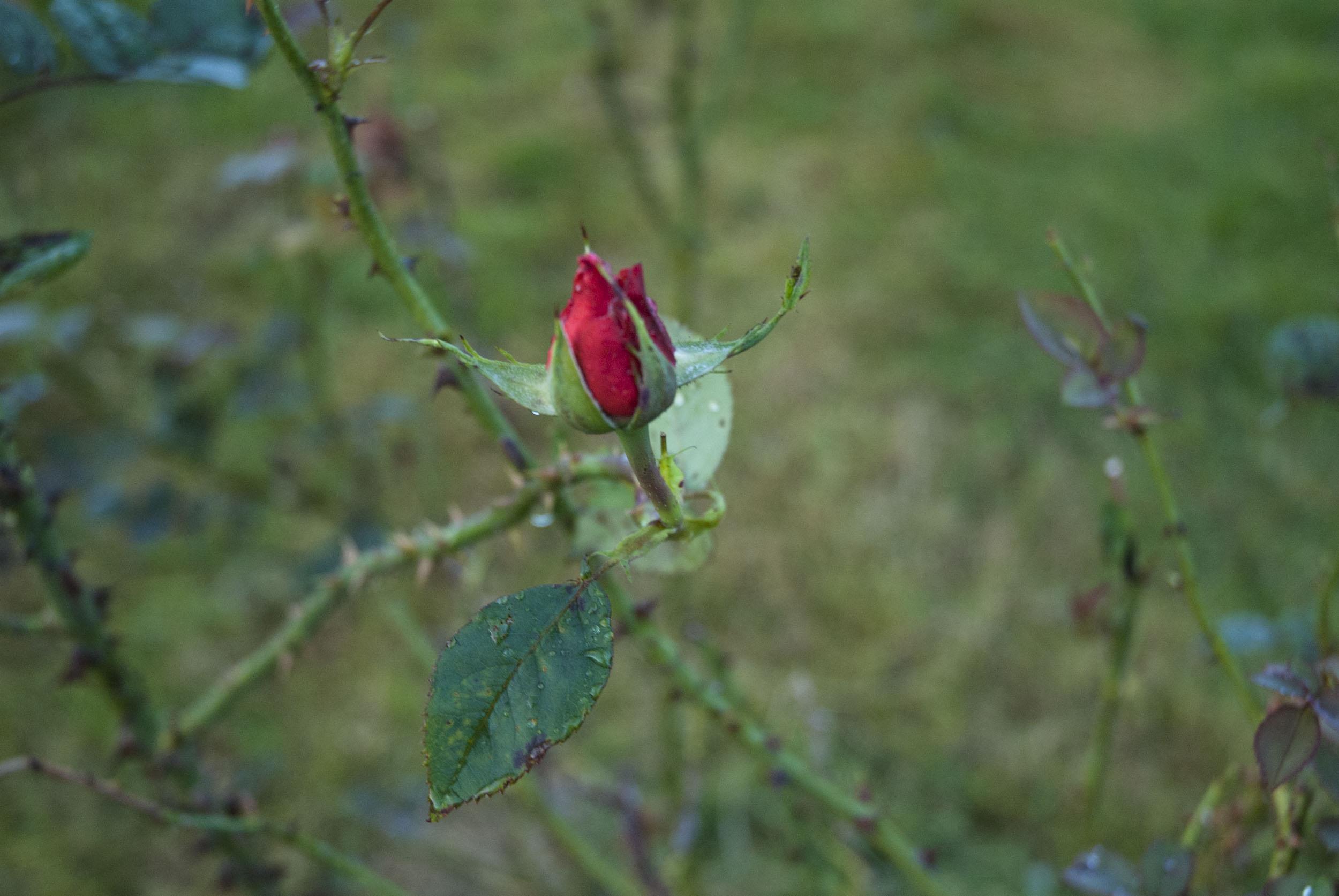 Rosenblüte im Garten im Oktober.
