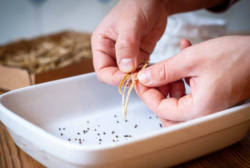 Eine Frau löst selbst gewonnenes Saatgut aus Schoten.