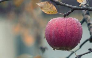 Ein roter Apfel hängt an einem Apfelbaum, auf ihm sind Tautropfen zu sehen.