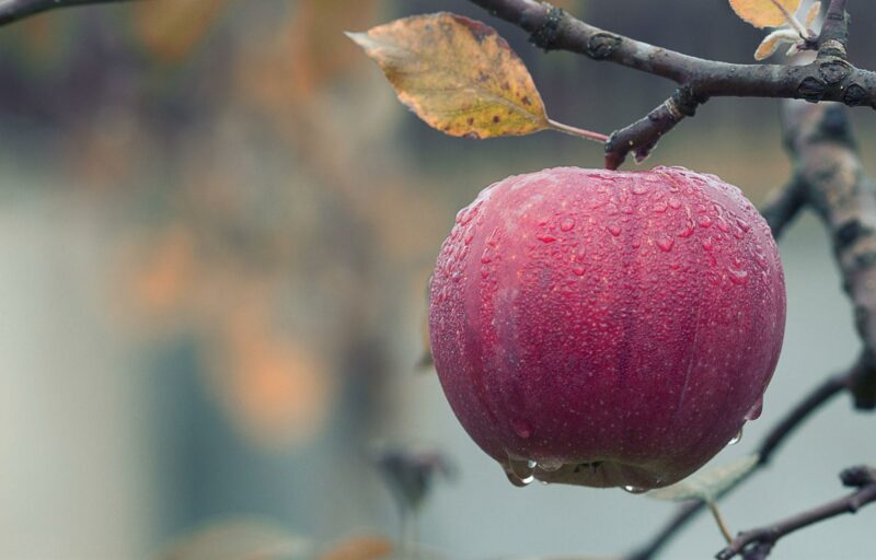 Ein roter Apfel hängt an einem Apfelbaum, auf ihm sind Tautropfen zu sehen.