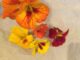 Eine orangefarbene Blüte der Kapuzinerkresse, im Hintergrund liegen mehrere andere, gelbe und rote Blüten.