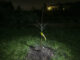 Apfelbäume-pflanzen: Ein eingepflanzter Baum bei Nacht, dessen Pflanzloch mit Rindenmulch geschützt ist.