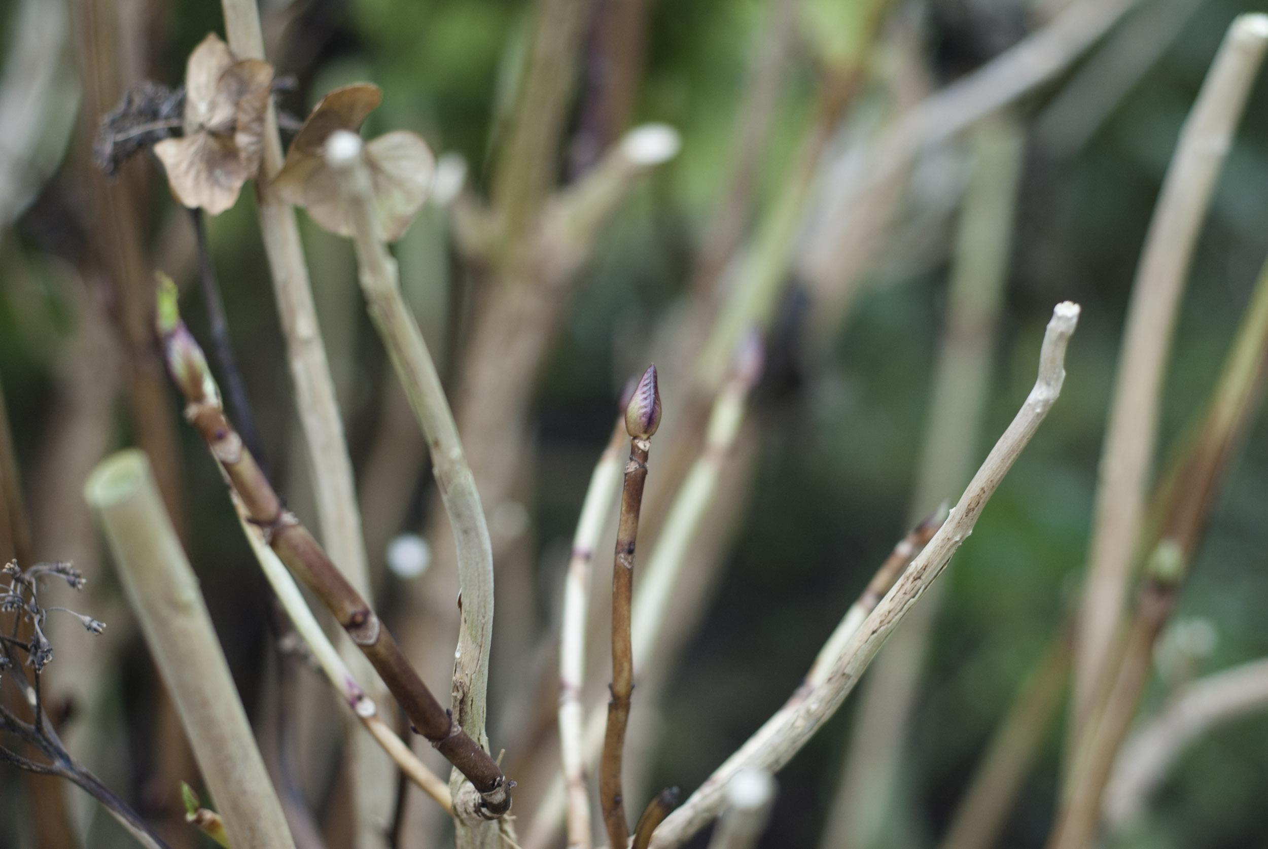 Garten im Januar: Knospen an einer Hortensie zeugen vom baldigen Wieder-Erwachen der Natur.
