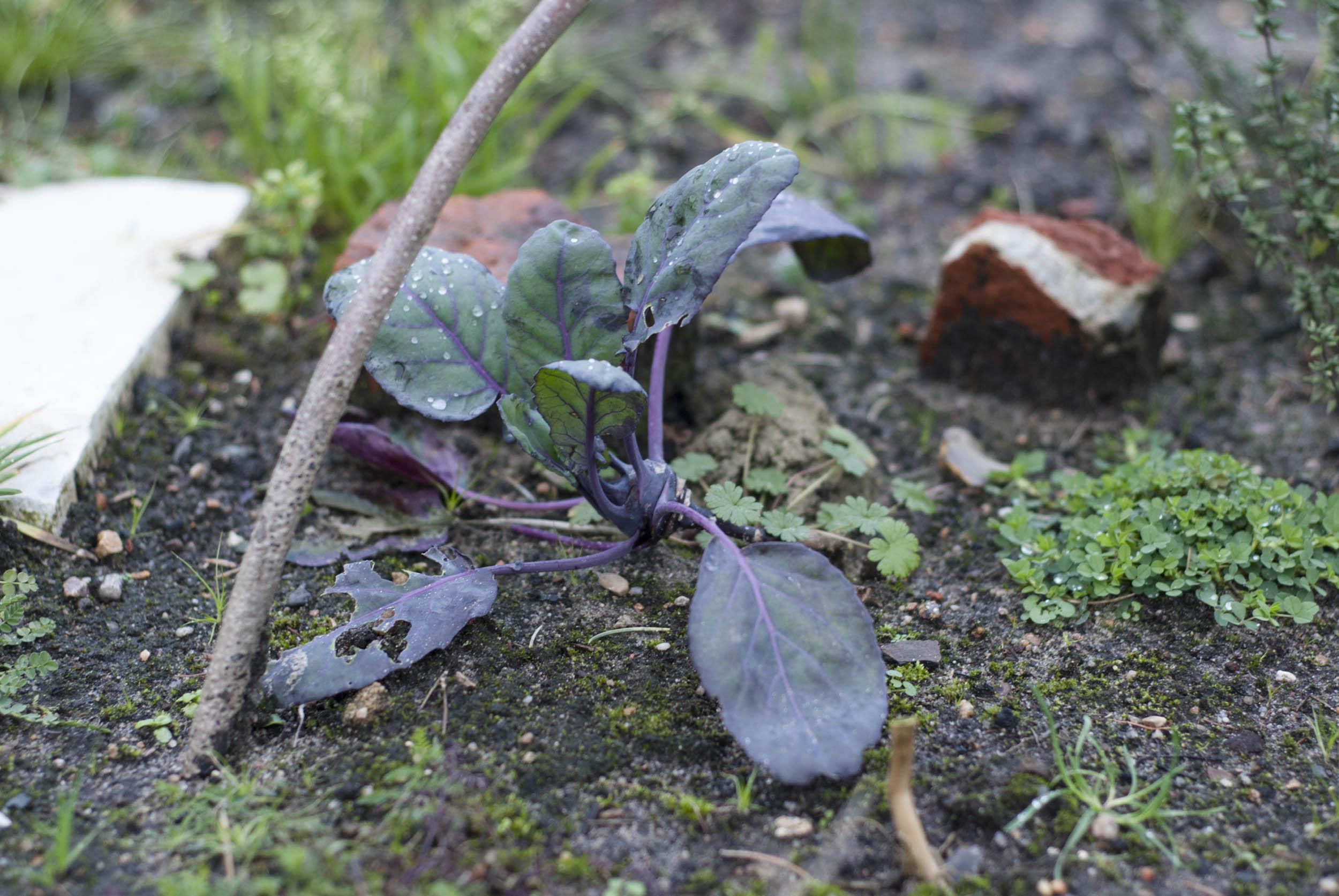 Garten im Januar: eine in einem Beet vergessene Kohlrabipflanze.
