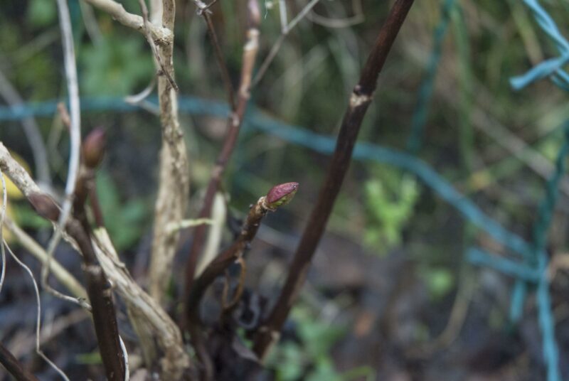 Garten im Januar: Eine Rose reckt ihre noch verschlossenen Knospen gen Himmel.