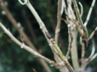 Saatkartoffeln einlagern: Wie es geht und wann es losgeht – Ein Stück