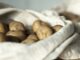 Saatkartoffeln in einem Jutebeutel