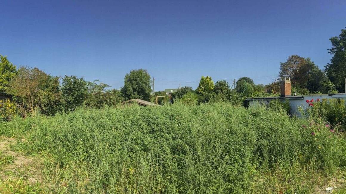 Blick in den Garten – Kleingarten Hamburg – Wie alles begann