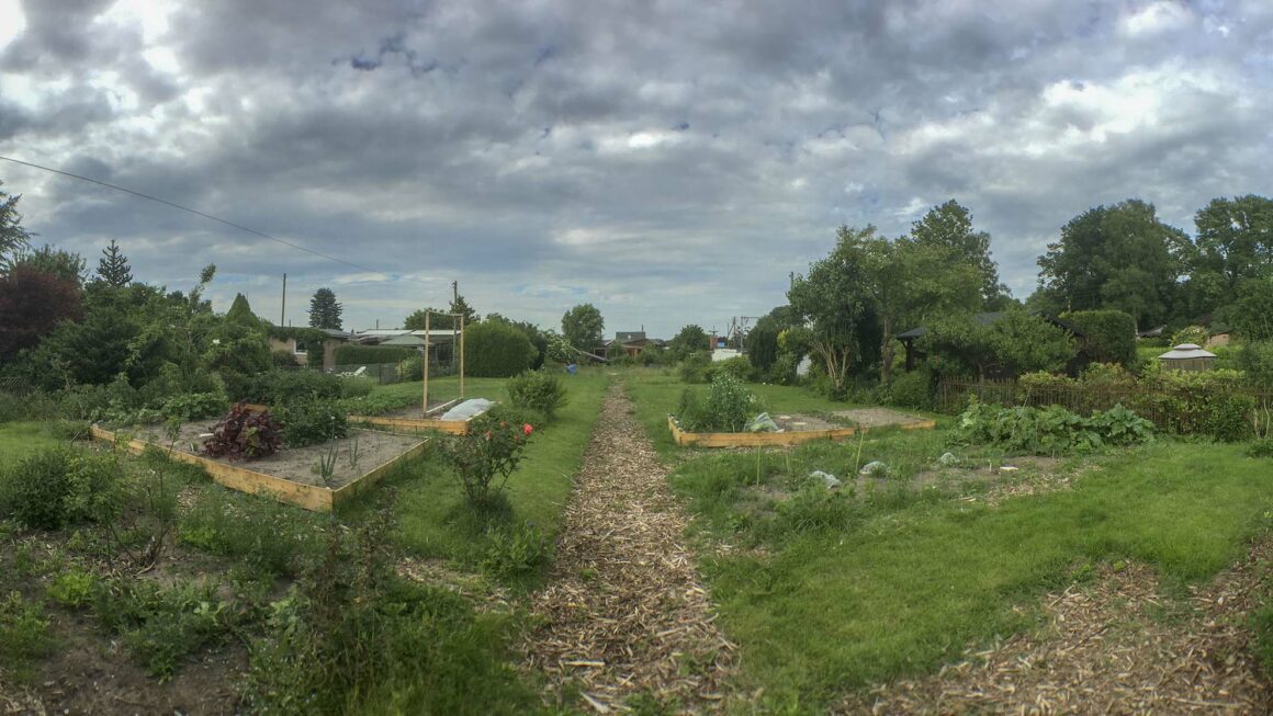 Blick in den Garten – Kleingarten Hamburg – Wir können Erbsen ernten
