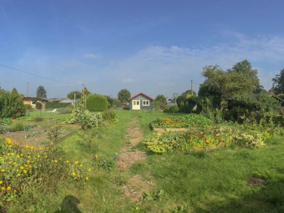 Blick in den Garten – Kleingarten Hamburg – Die Hütte ist nun fast fertig gestrichen