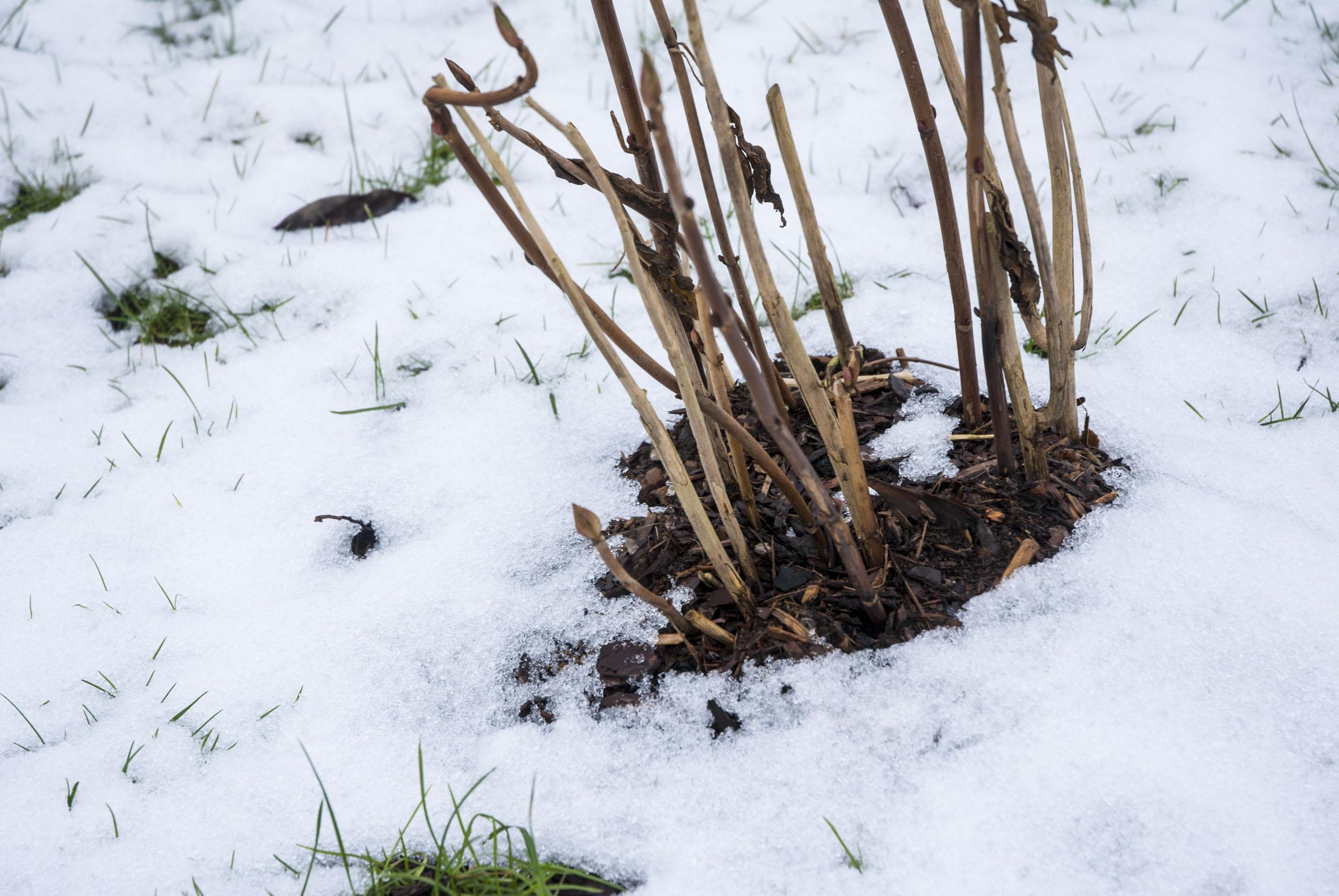 GartenimWinterFrostschutz Ein Stück Arbeit