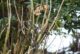 Garten im Winter: Oberer Teil eines Hortensienstrauches im Winter – man sieht einige Knospen und Blätter mit Frostschaden.