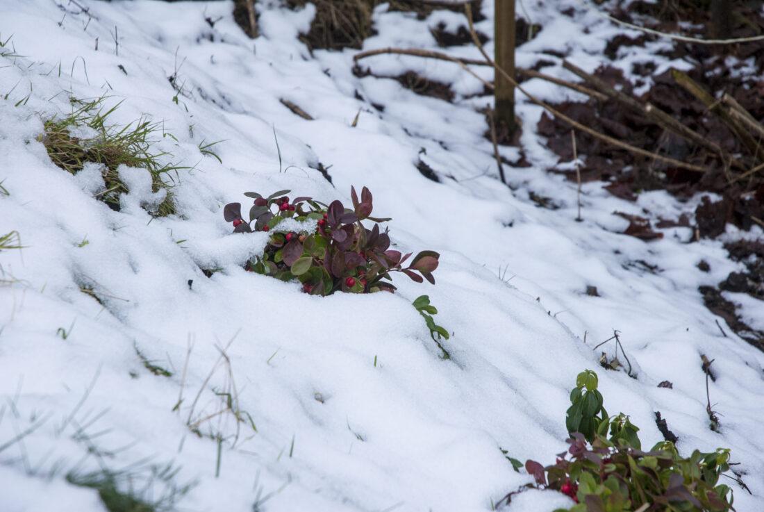 Garten im Winter: Mehrere Sträuche mit roten Beeren stehen an einem verschneiten Abhang.