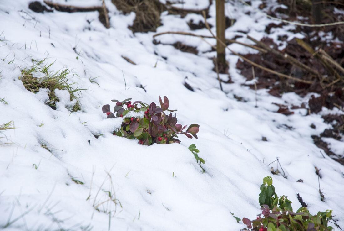 Pflanzen mit roten Beeren sorgen für Farbtupfer im Garten im Schnee.