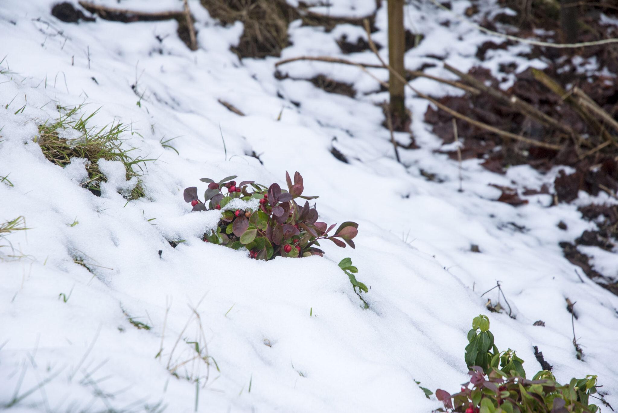 Schnee im Garten, oder auch Warten auf den Frühling