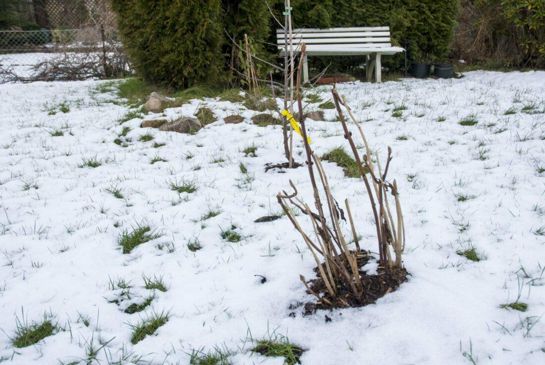 Eine Hortensie in einem verschneiten Garten.