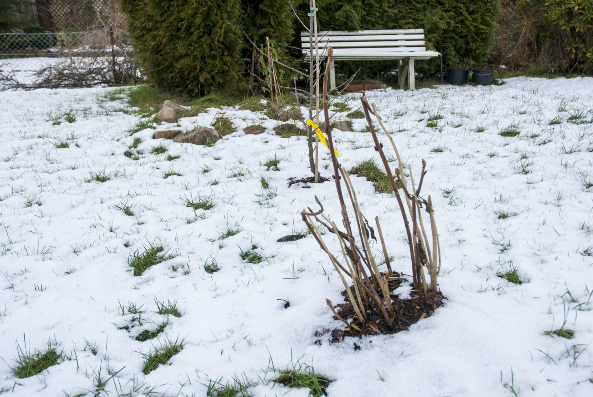 Schnee im Garten, oder auch Warten auf den Frühling