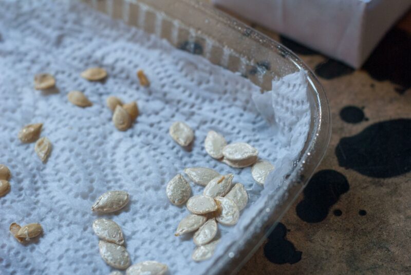 Mit Kürbissamen wird eine Keimprobe durchgeführt.