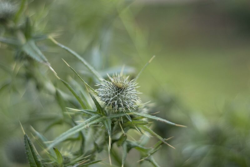 Natürlich gärtnern: Die Blüte einer Distel.