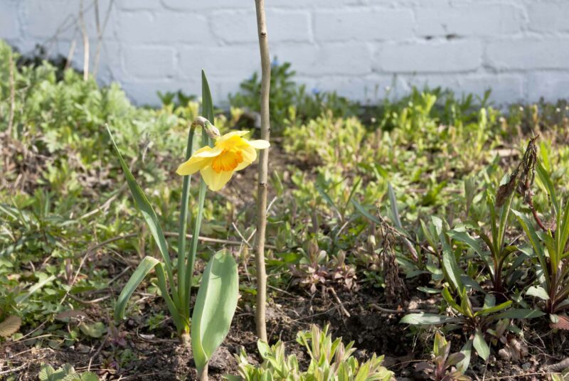 Frühlingsanfang: eine Narzisse blüht in einem Beet.