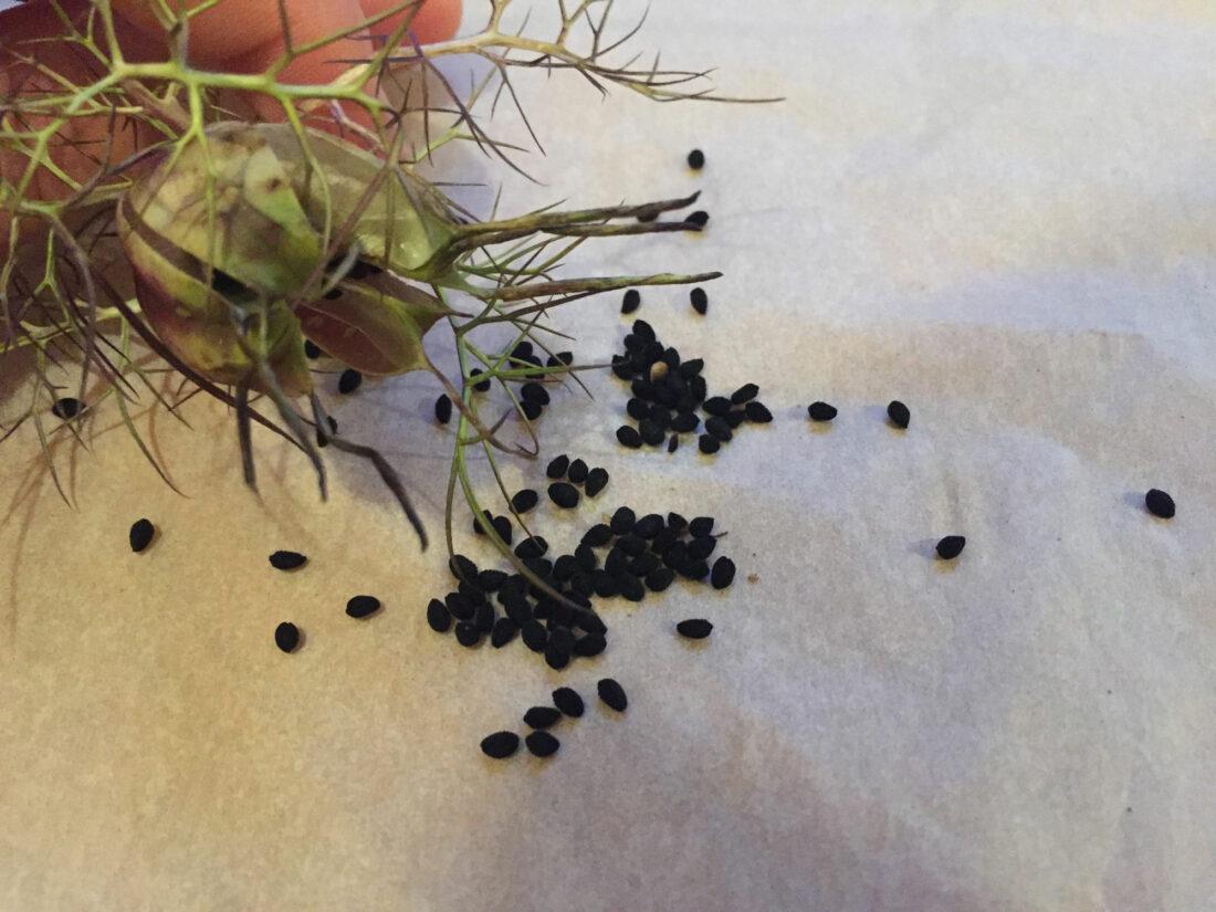 Samenfestes Saatgut: Eine Schwarzkümmel-Kapsel wird auf ein Stück Küchenpapier geleert. 