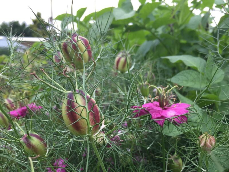 Samenfestes Saatgut: Samenkapseln und Blüten des Schwarzkümmels.