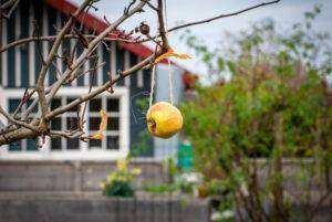Ein Apfel zum Vogelfüttern ist in einem Mispelbaum aufgehängt.