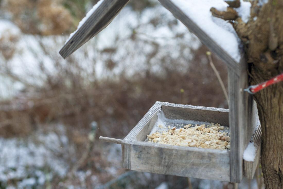 Vögel füttern: Ein Vogelfutterhaus mit Nüssen hängt in einem winterlichen Fliederbusch.