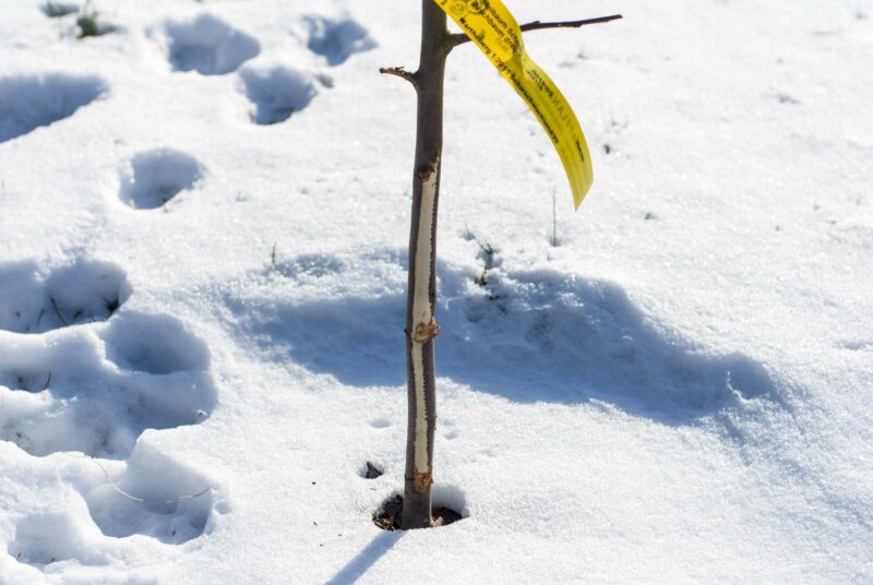 Fraßschaden durch Wildverbiss an einem Apfel der Sorte Boskoop.