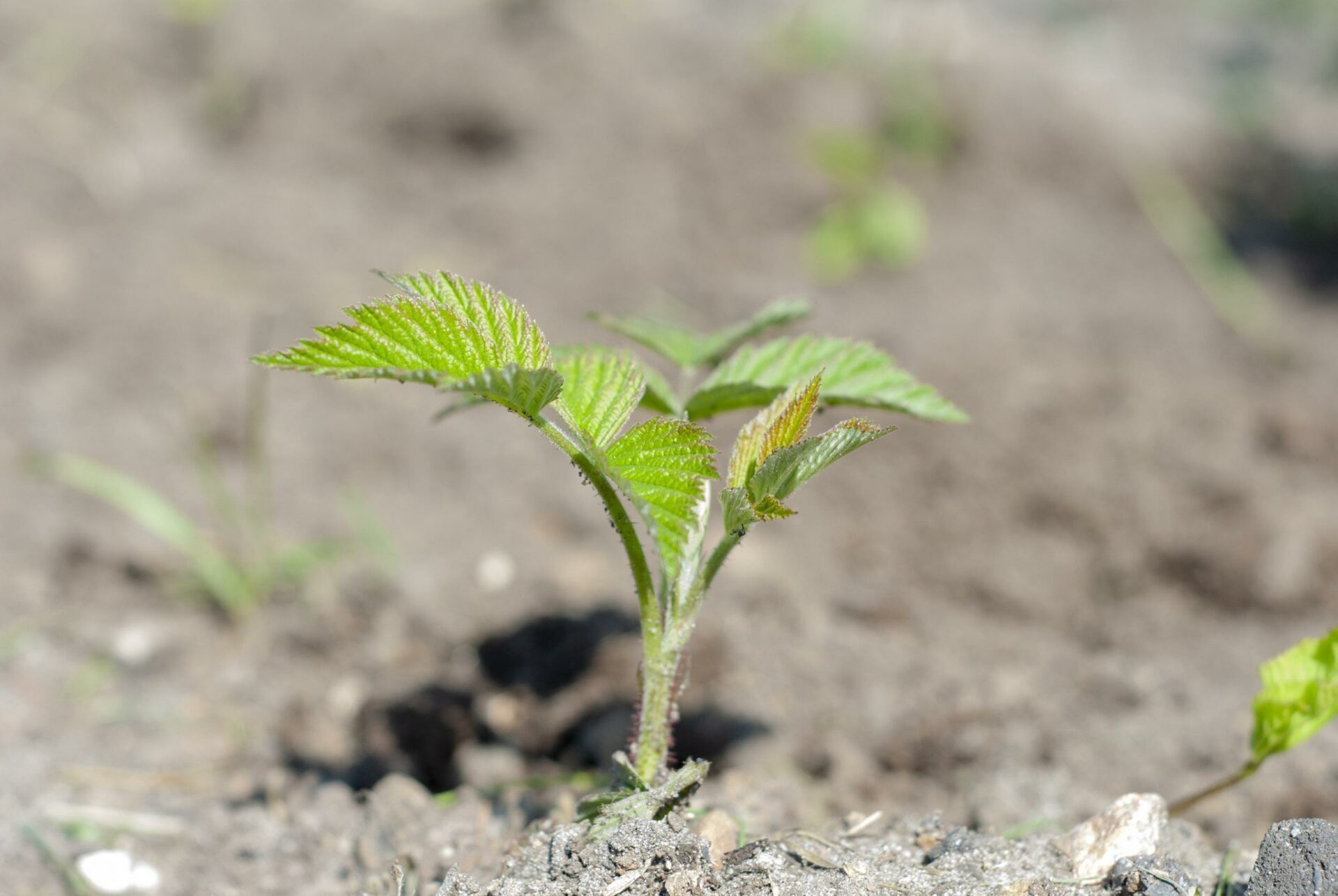 Beerensträucher pflegen So pflanzt, düngt und beschneidet ihr sie richtig!
