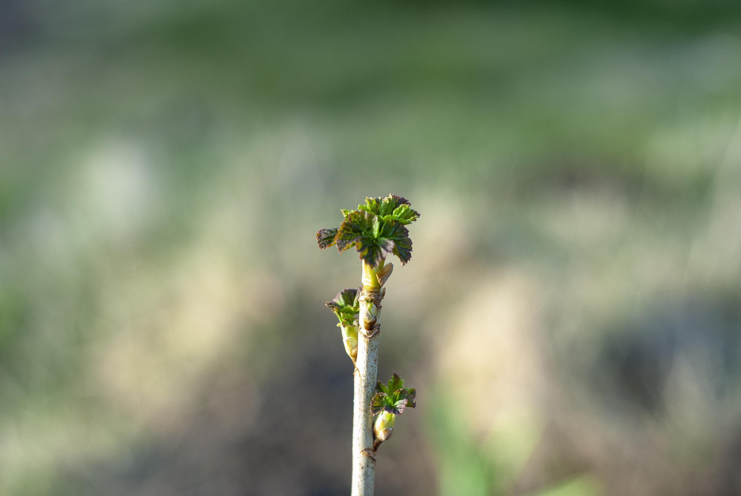 Beerensträucher: Blätterknospen an einer Johannisbeere.