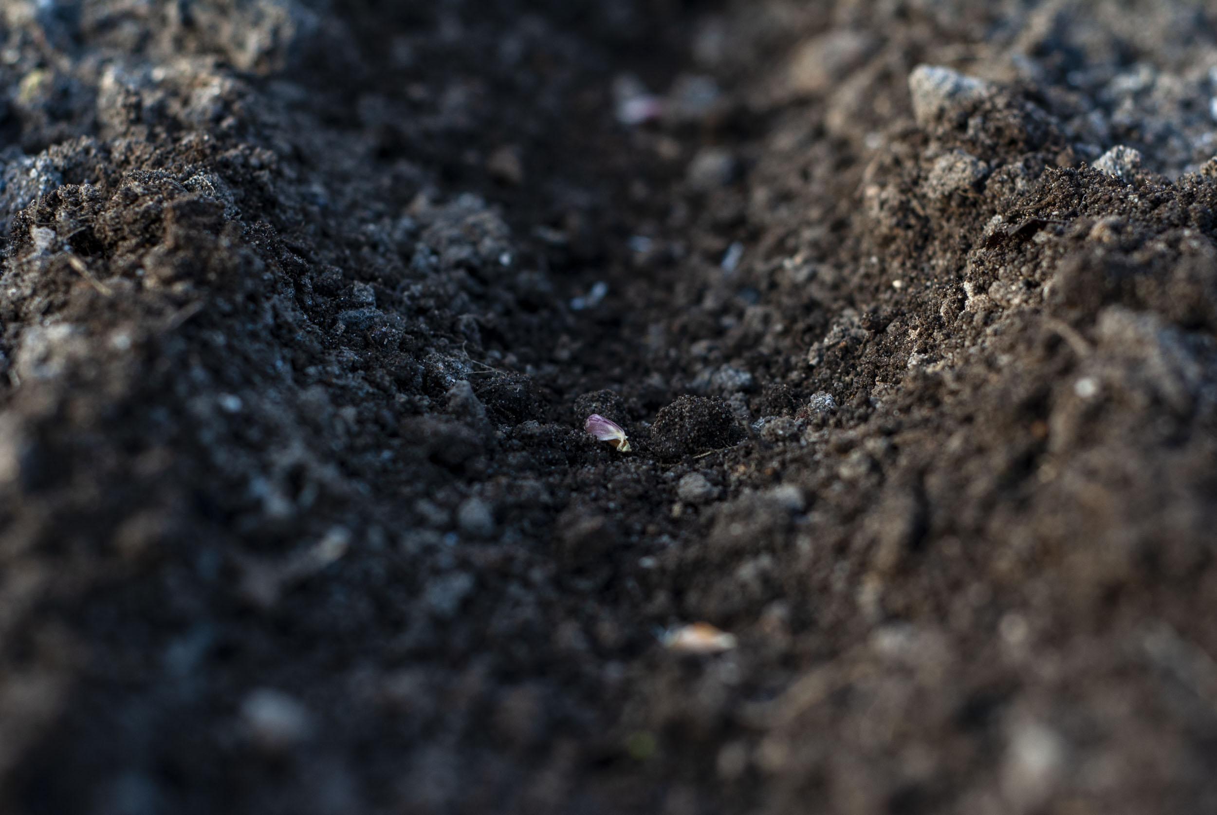 Saatgut in der Erde in einem Hochbeet.