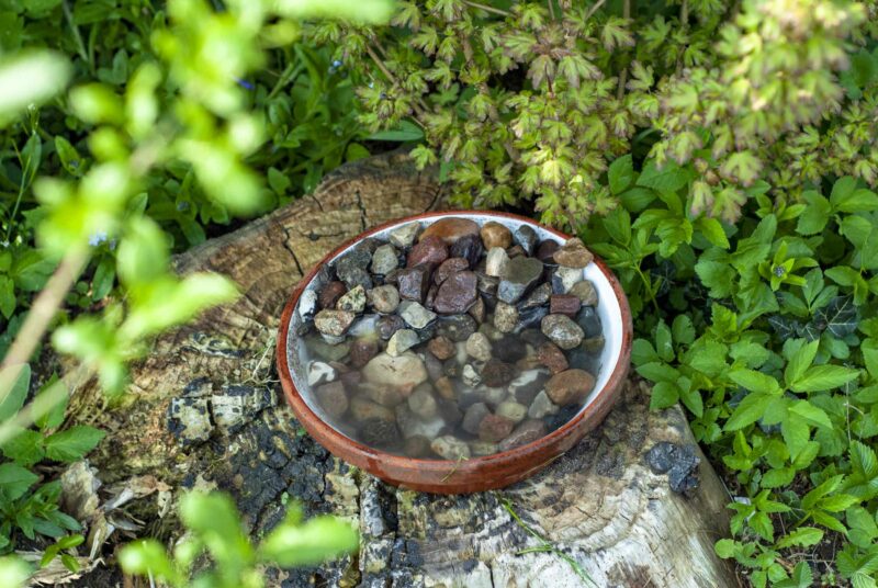 Eine Bienentränke auf einem Baumstumpf.