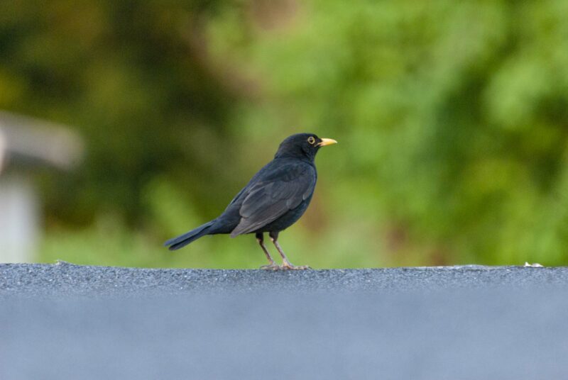 Stunde der Gartenvögel: Eine männlich Amsel steht auf einer weiß gestrichenen Mauer.
