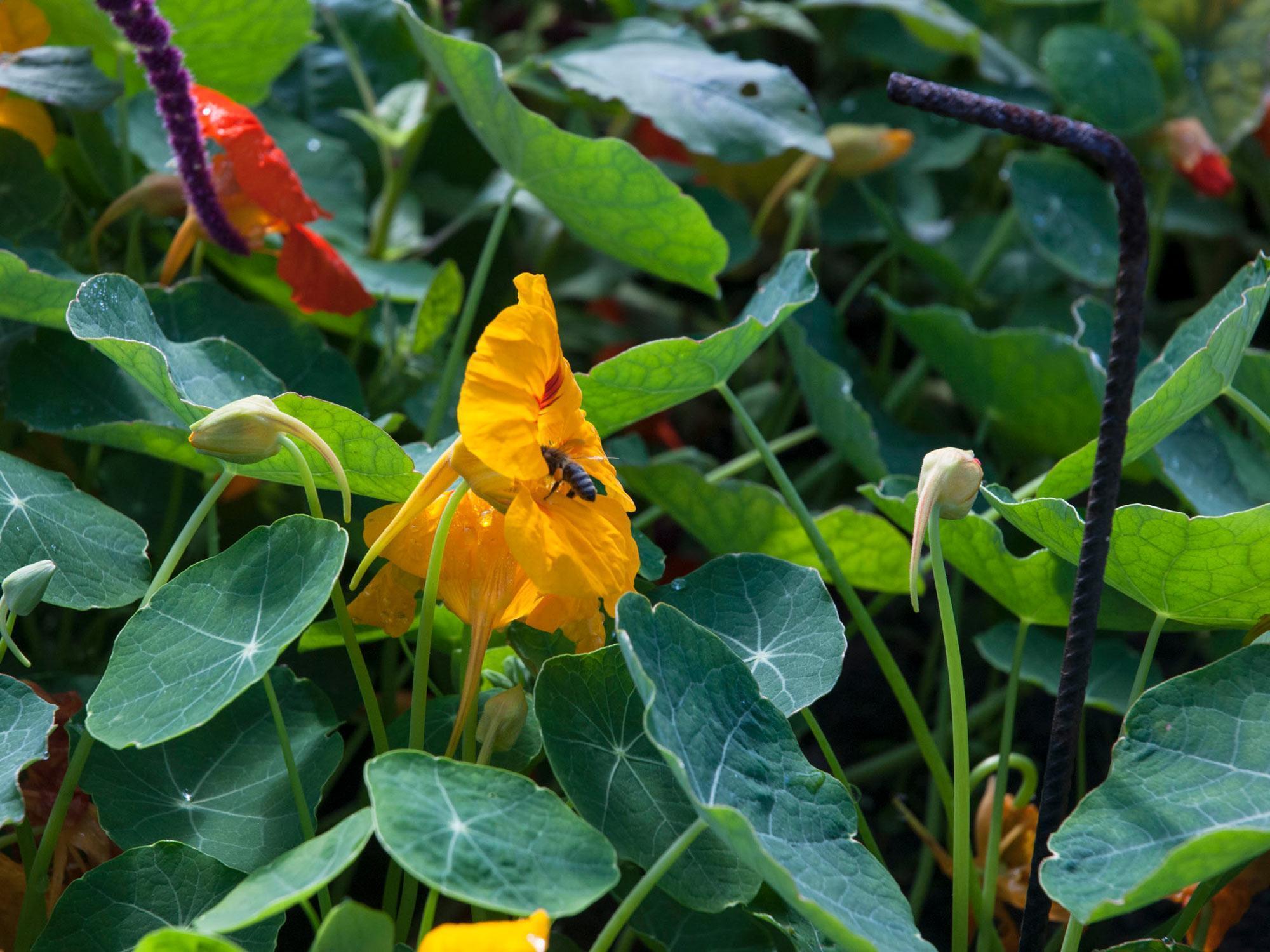 Ein Bienenfreundlicher Garten Sieben Tipps Wie Es Euch Gelingt