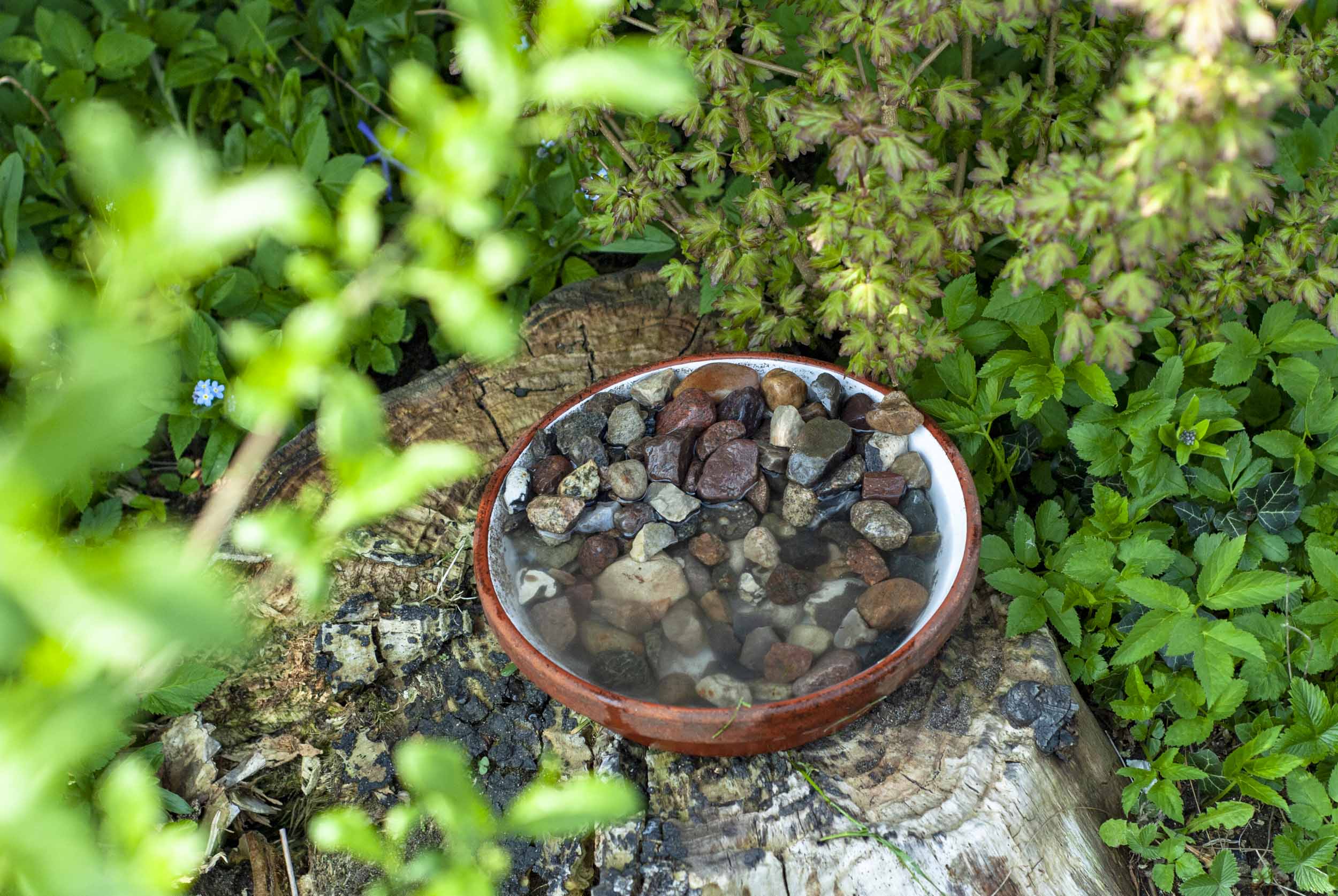 Bienenfreundlicher Garten Wasserstelle Ein Stuck Arbeit