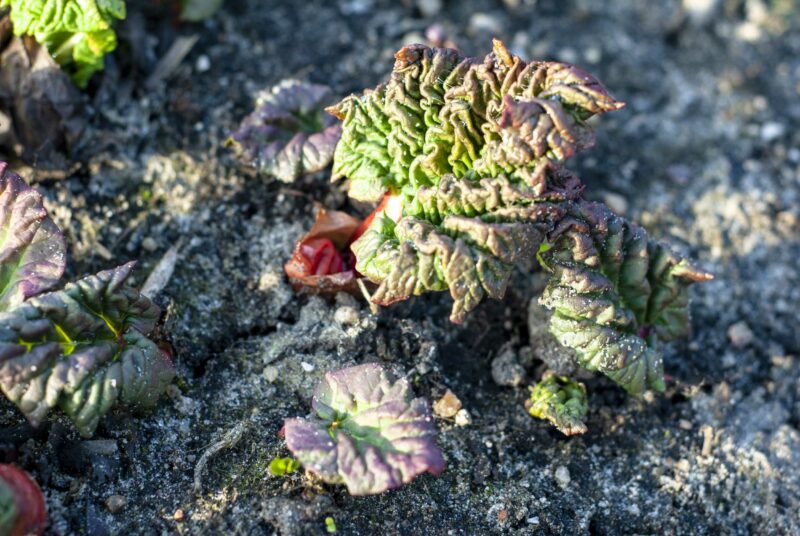 Schwermetall in Gemüse und Obst: eine noch kleine rot-grüne Rhabarberpflanze sucht sich ihren Weg aus dem Boden.