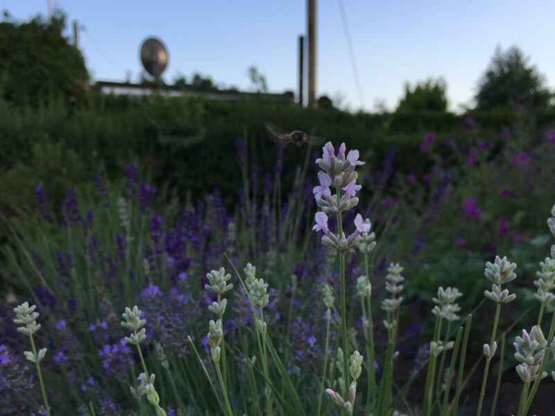 Sommeranfang 2018: Bild von Blüten dreier Lavendelsträucher mit einer Schwebefliege, aufgenommen am 21. Juni 2018.