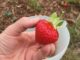 Gartenjahr 2018: Eine Hand hält eine Erdbeere vor einem Erdbeerbeet in die Höhe.