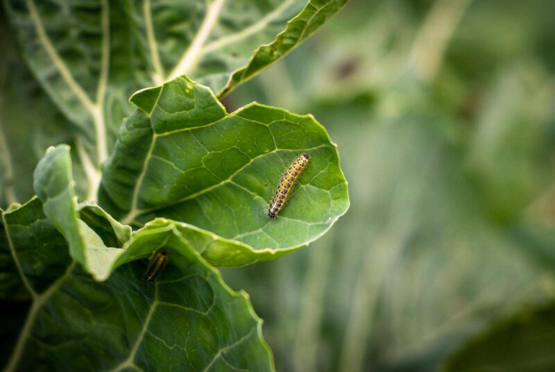Raupen des großen Kohlweißlings.