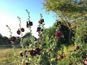 Gartentipps für Anfänger: Symbolbild mit blühenden Malven im Vordergrund eines Gartens.