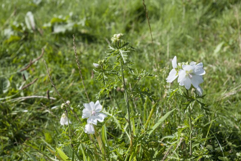 Pflanzen bestimmen: Eine weiße Moschus-Malve blüh auf einer Wiese.
