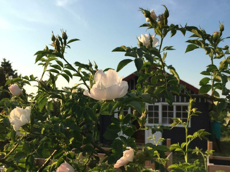Schrebergarten gestalten: ein Strauch Heckenrosen in der Abendsonne, im Hintergrund ist eine Gartenhütte zu sehen.