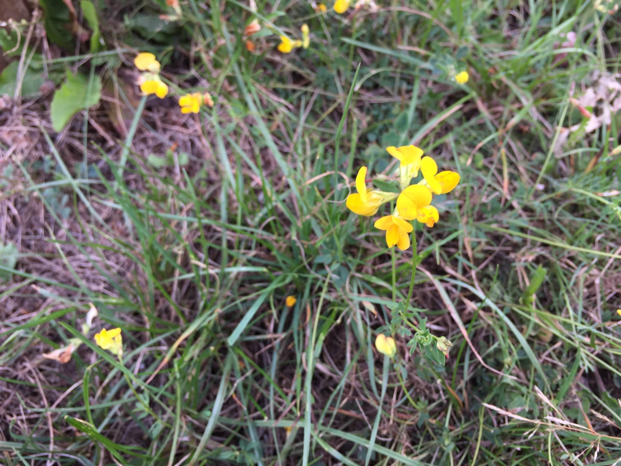 Gelbe Blüten eines Wiesen-Hornklees, Zeigerpflanze für nährstoffarmen Boden.