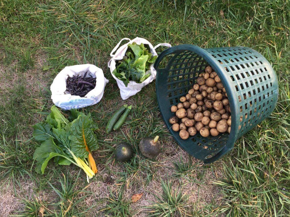 Erntedank 2018 – Foto einer Gartenernte mit Bohnen, Salat, Mangold, Zucchini, Kürbissen und Kartoffeln.