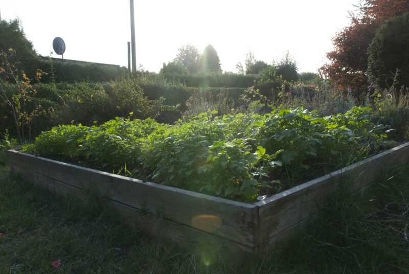 Senfsaat als Gründüngung in einem Beet.