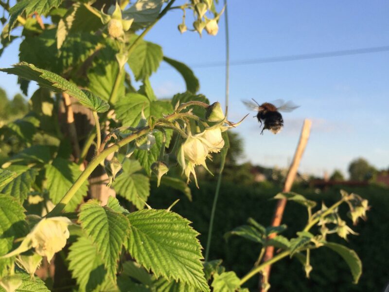 Eine Hummel schwärmt vor blauem Himmel an Blüten von Himbeer-Blüten entlang.