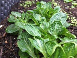 Das ganze Jahr über Salat ernten: Feldsalat in einem Beet im Januar.