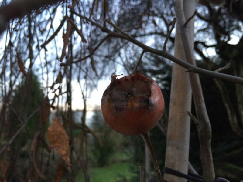 Mispel-Frucht vor Zweigen im Hintergrund.