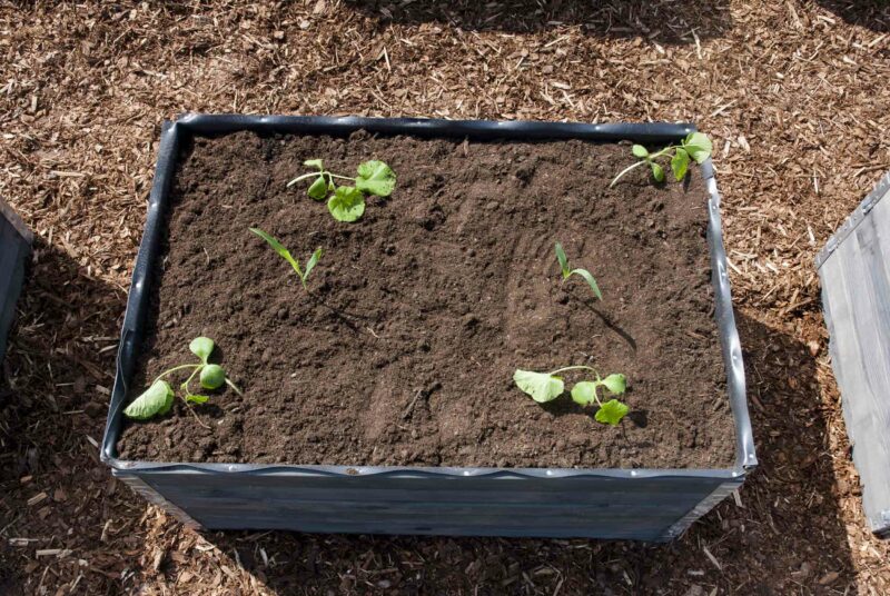 Hochbeete bepflanzen: Blick von oben auf ein fertig bepflanztes Milpa-Beet.